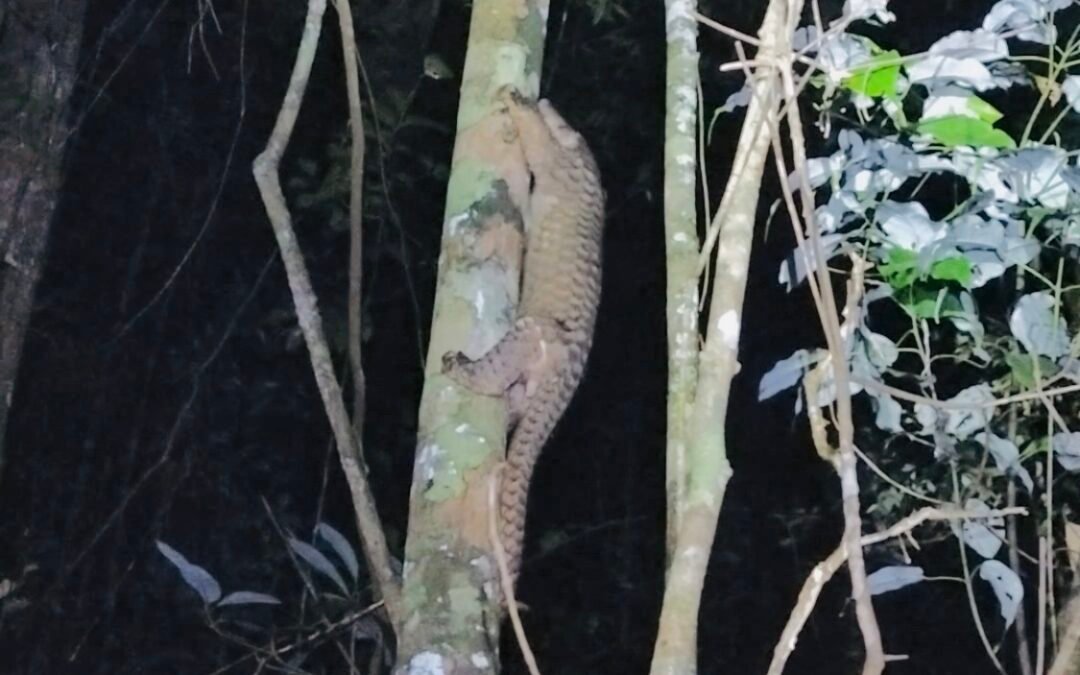 Trenggiling Terekam Tim Smart Patrol di Kawasan Taman Nasional Kayan Mentarang