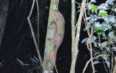 Trenggiling Terekam Tim Smart Patrol di Kawasan Taman Nasional Kayan Mentarang