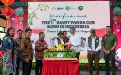 Menhut Umumkan Kelahiran Bayi Panda Pertama di Indonesia